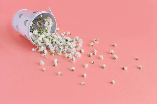 Small white flowers on a pink background - Photo, Image