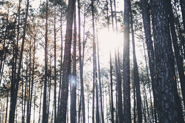 Wieczorny las sosnowy - zielony las piękna przyroda - Zdjęcie, obraz