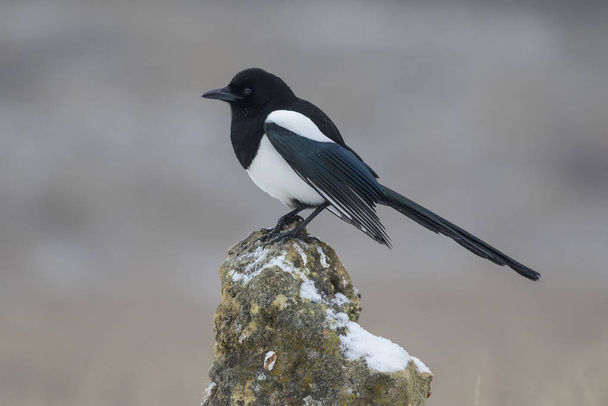 Common magpie, itches itches in its natural environment. - Photo, Image