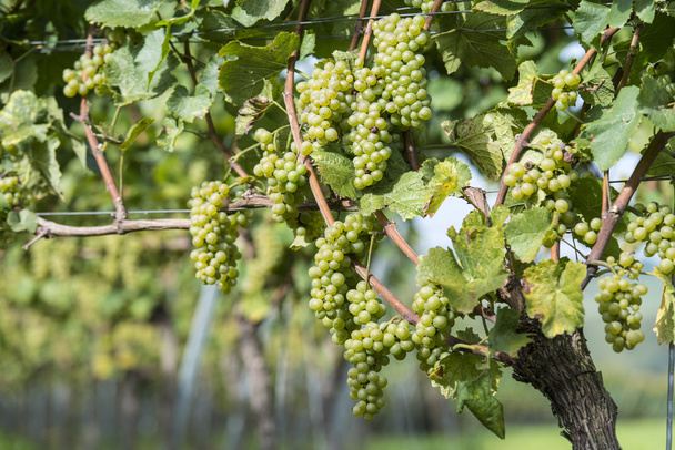 białe winogrona w winnicy - Zdjęcie, obraz