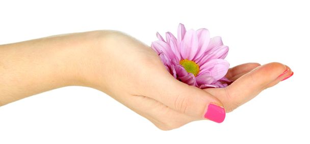 schöne lila Blume in der Hand von Frauen isoliert auf weiß - Foto, Bild