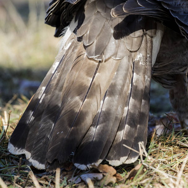 Close-up young of Northern Goshawk. Accipiter gentilis. Detail of the tail. Spain - Photo, Image