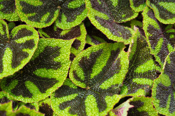 begonia zielonych liści - Zdjęcie, obraz