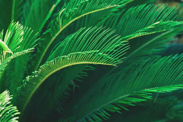Tropical palm green leaves background. Beautiful trendy background. - Photo, image