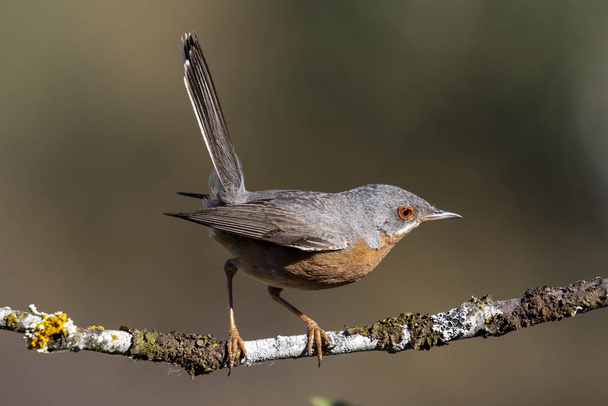 Subalpine warbler male. Sylvia cantillans, perched on the branch of a tree on a uniform background - Photo, Image
