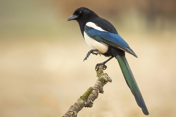 Magpie ( Pica pica ) perched on a branch - Photo, Image