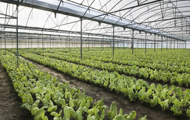 invernadero de cultivo de acelga
 - Foto, Imagen