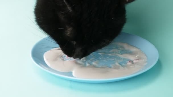 zwarte kat lekkende crème van een schotel op een blauwe achtergrond. close-up - Video