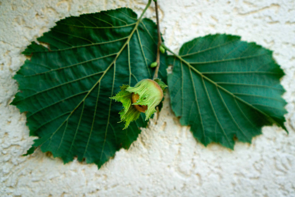 Orzech laskowy na gałązce z zielonymi liśćmi na teksturowanym tle jasnej ściany. Dojrzały owoc w liściu ze wspaniałymi liśćmi. - Zdjęcie, obraz