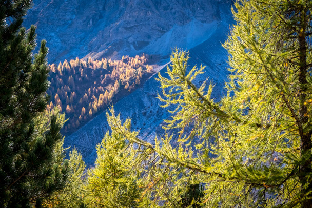 ヴァル・ヴェノスタ、アルト・アディジェのOrtlergroupのパノラマの秋のシーン。ステルヴィオ国立公園でのマウンテンバイクトレイルはゴールドシートレイルと呼ばれています。パスソ・アロ・ステルヴィオ - 写真・画像