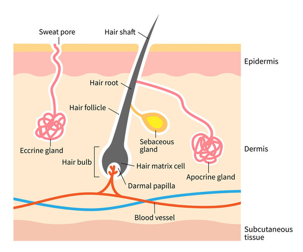 Illustration der Hautanatomie. Apokrine und ekine Drüsen mit Haarstruktur auf geschichteter menschlicher Haut. Isoliert auf weißem Hintergrund  - Vektor, Bild