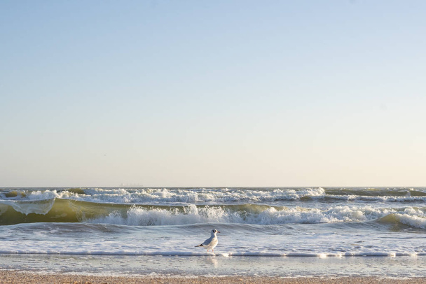 Many sea gulls by the sea on a sunny winter day. - Fotó, kép