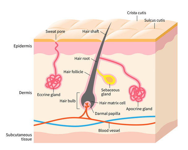 皮膚解剖図。層状の皮膚に毛構造を持つアポクリンおよびエキシン腺。白地に隔離された  - ベクター画像