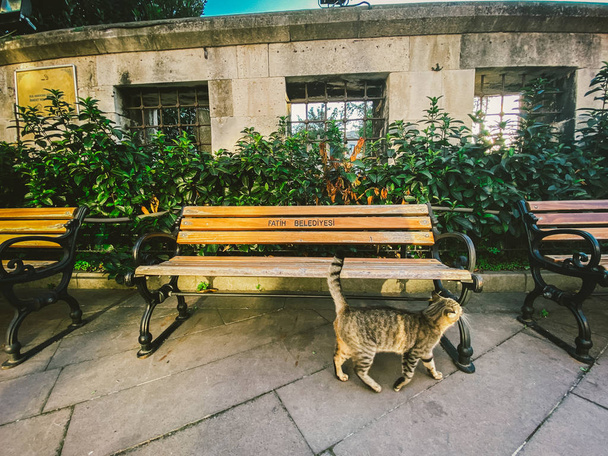 Γάτα στην Κωνσταντινούπολη, Τουρκία. Άστεγη χαριτωμένη γάτα. Μια γάτα δρόμου στην Κωνσταντινούπολη. Θέμα αστέγων ζώων - Φωτογραφία, εικόνα