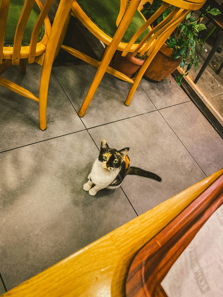 Cat en Estambul, Turquía. Gato lindo sin hogar. Un gato callejero en Estambul. Tema de animales sin hogar. Un gato insolente pide comida en un restaurante. Animal de la calle dentro de la cafetería
 - Foto, Imagen