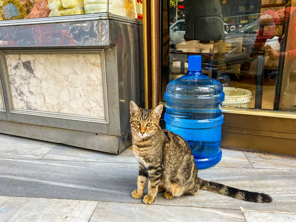 Gato em Istambul, Turquia. Gato bonito sem-abrigo. Um gato de rua em Istambul. Tema dos animais sem abrigo
 - Foto, Imagem