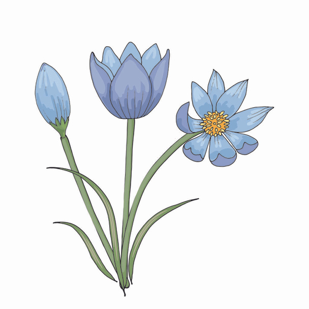 koncept jarní divoké květy v doodle stylu izolované na bílém pozadí - Fotografie, Obrázek