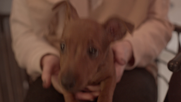 Puppy on woman's hands indoors - Materiał filmowy, wideo