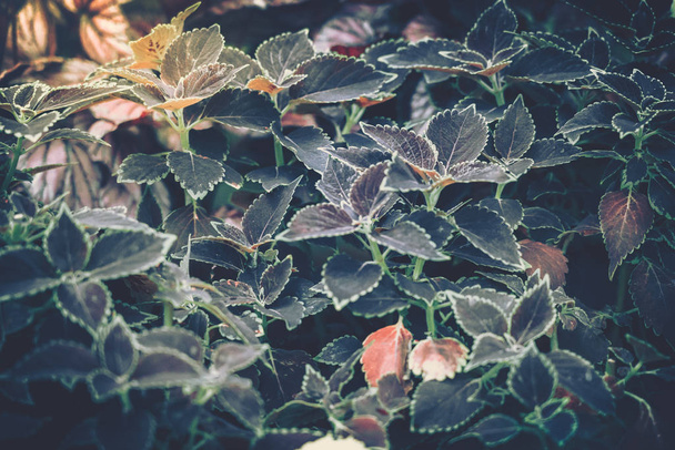 green leaves background; nature background - Foto, Bild