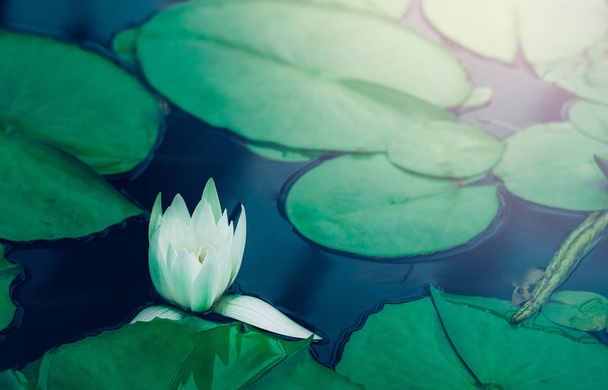 Lirio de agua viva florece en estanque de jardín; nenúfar de cerca
  - Foto, imagen