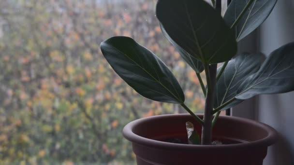 groene ficus plant in bruine pot op vensterbank met wazig vallen eerste pluizige sneeuw en kleurrijke bladeren buiten huis venster, close-up volledige Hd voorraad video beelden achtergrond in real-time - Video