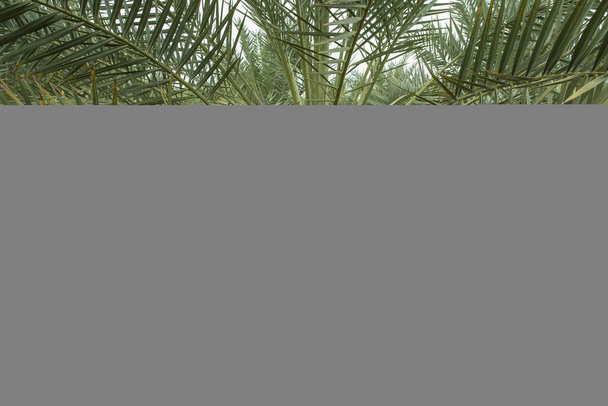 Jardín, palmera datilera en Plantado en el sudeste asiático en tierra tailandesa
. - Foto, Imagen