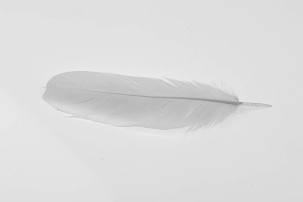 Feather white on the white background. - Foto, Imagen