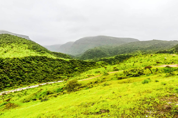 Paesaggio verde lussureggiante, alberi e montagne nebbiose nella località turistica di Ayn Khor, Salalah, Oman
 - Foto, immagini
