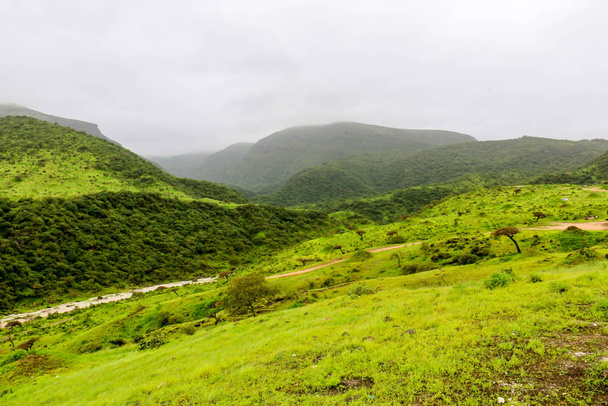 Πλούσιο πράσινο τοπίο, δέντρα και ομιχλώδη βουνά σε Ayn Khor τουριστικό θέρετρο, Salalah, Ομάν - Φωτογραφία, εικόνα