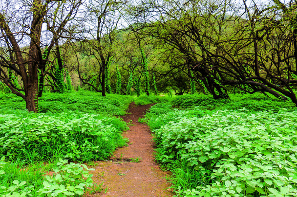 Paesaggio verde lussureggiante, alberi e montagne nebbiose nella località turistica di Raysut, Salalah, Oman
 - Foto, immagini