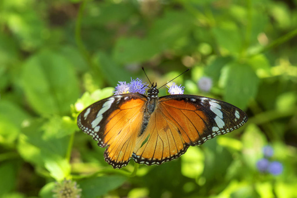 Beautiful orange butterfly  on a flower, nature, garden flowers. - Photo, Image