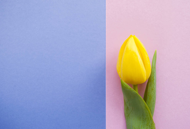 A pasztell háttér sárga tulipán. - Fotó, kép