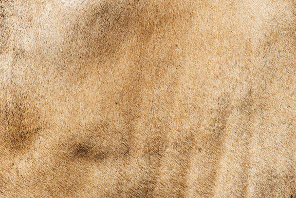 Piel de vaca, Textura de una vaca marrón
. - Foto, Imagen