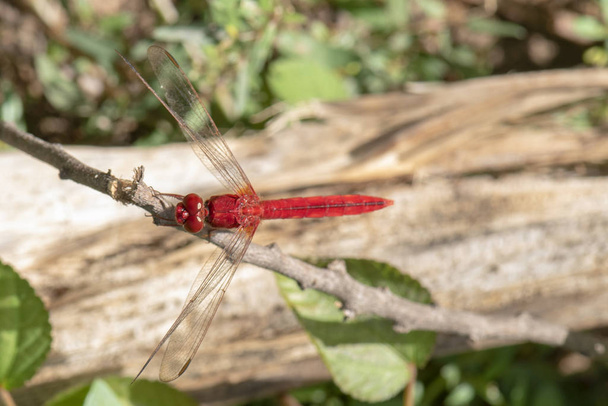 Imagem de libélula vermelho empoleirado no topo da grama na natureza
. - Foto, Imagem