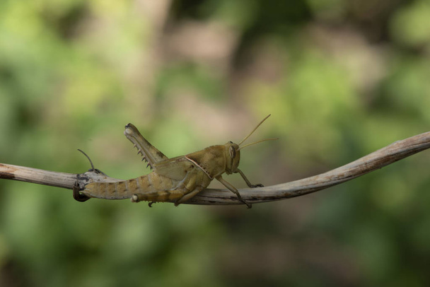 Imagen de Saltamontes marrón, insecto, En una rama, en la naturaleza backg
 - Foto, imagen