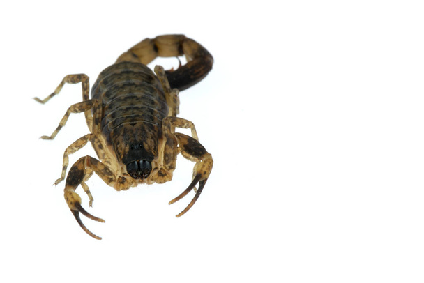 Hnědý škorpión jedovatá zvířata izolovaná na bílém pozadí - Fotografie, Obrázek