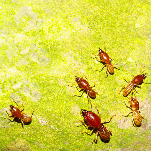 Imágenes de termitas en busca de comida en el suelo de madera, Madera destr
 - Foto, Imagen