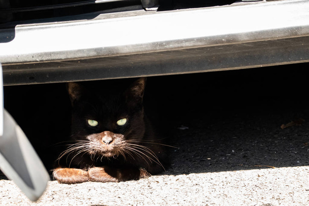 野良猫を車の下に - 写真・画像