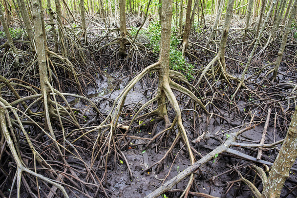 природа море, мангровые леса, в плодородных, мангровые леса в Чт
 - Фото, изображение