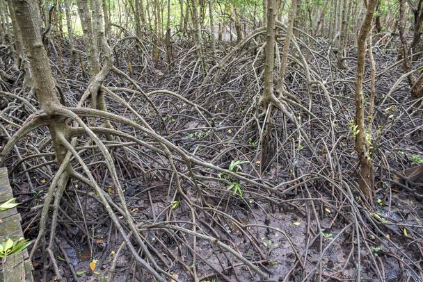 natuur zee, mangrovebossen, vruchtbaar, Mangrovebossen in Th - Foto, afbeelding