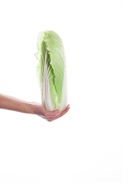 Beyaz arka planda izole edilmiş ellerde Pekin lahanası. Düzgün beslenme, salata için lezzetli lahana. Diyet - Fotoğraf, Görsel