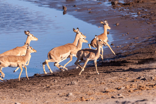 Impalas irrequieto vicino a una pozza d'acqua
 - Foto, immagini