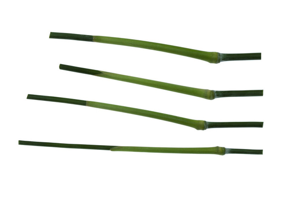 Bamboe bladeren groen geïsoleerd op wit de achtergrond. - Foto, afbeelding