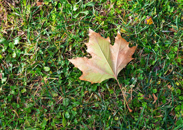 Hoja caída aislada en campo de hierba verde
 - Foto, imagen
