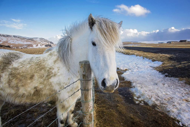 冬にアイスランドの馬の肖像画を閉じる - 写真・画像