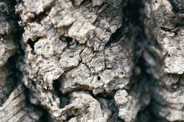 Textura de uma cortiça casca de árvore foto macro
 - Foto, Imagem