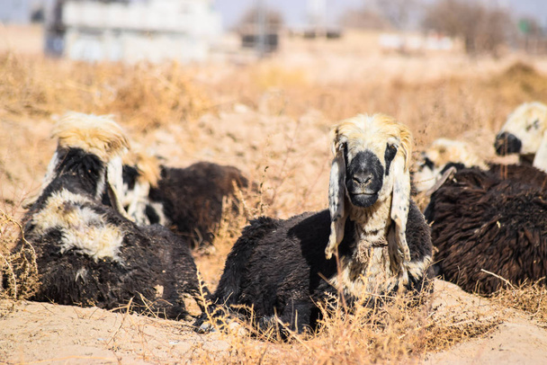 sheep and goat are sleeping on dry grass dry-land farm outdoors landscape photo - Photo, Image