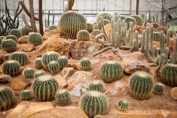 Impianto di cactus in serra per uso multiuso
 - Foto, immagini