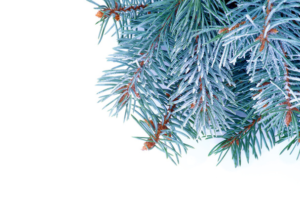 Blue Spruce Branch - Foto, Bild