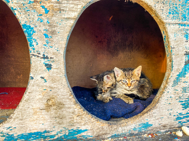 street house for homeless cats in Istanbul, Turkey. cat cabin stands on street for homeless cats. Concept of caring for street animals. Wooden Cat Kennel - Photo, Image